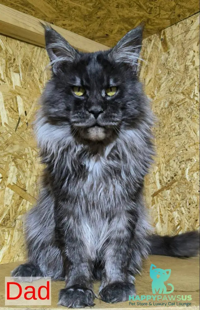 Elijah Maine Coon male black silver - live animals