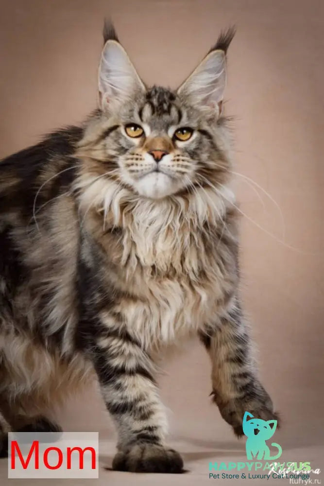 Elijah Maine Coon male black silver - live animals