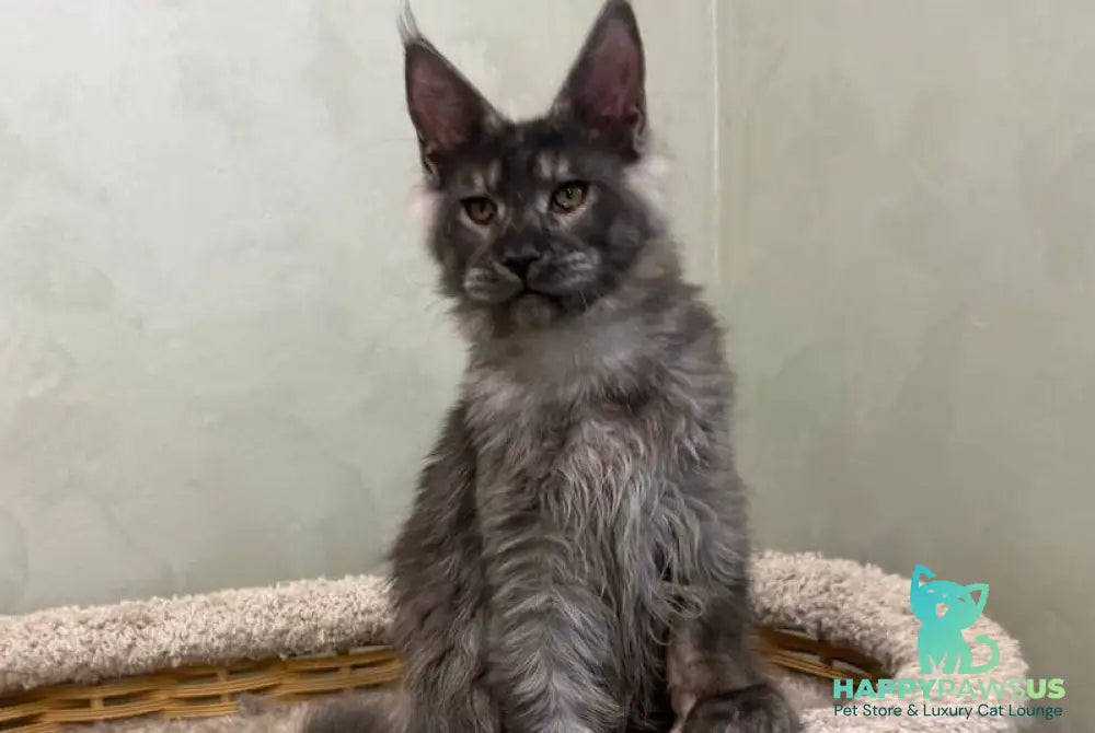Elijah Maine Coon male black silver - live animals