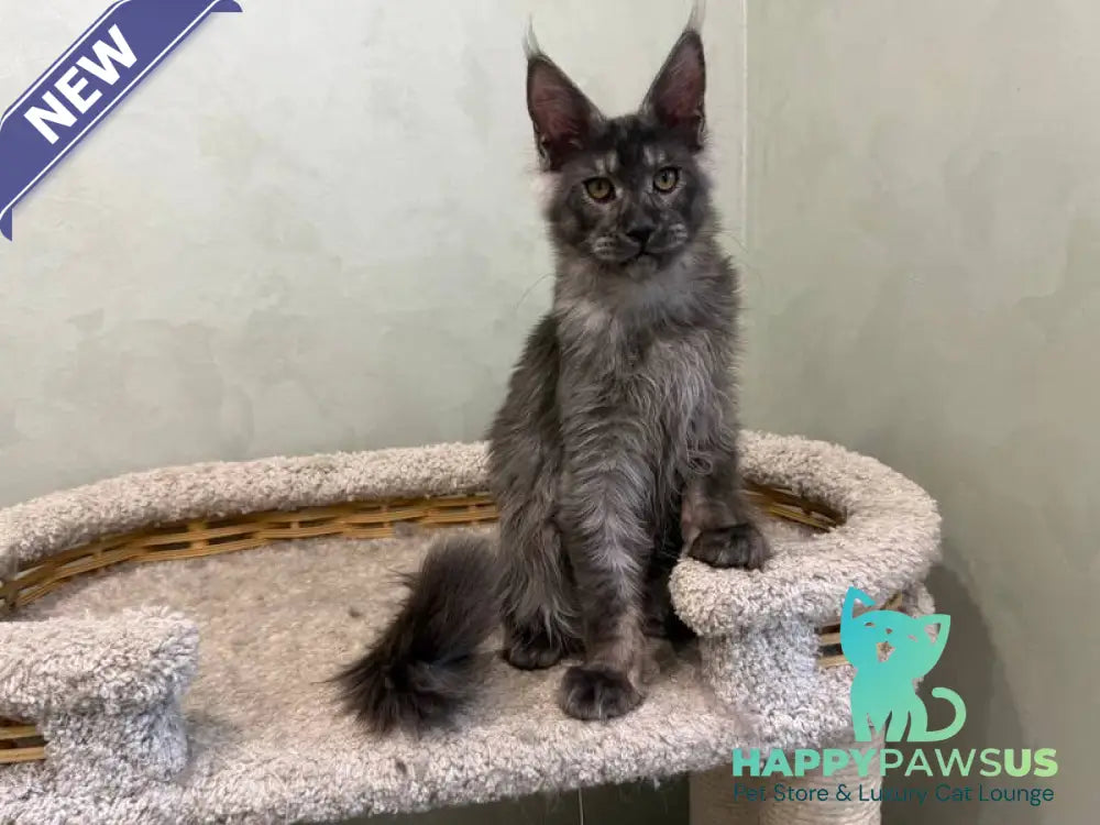 Elijah Maine Coon male black silver - live animals