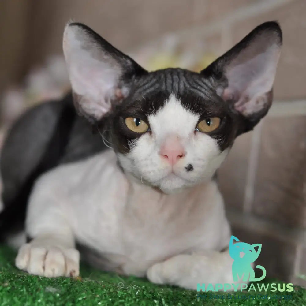 Elik Devon Rex male black bicolour - live animals