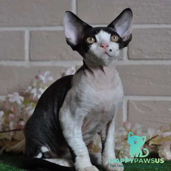 Elik Devon Rex male black bicolour - live animals