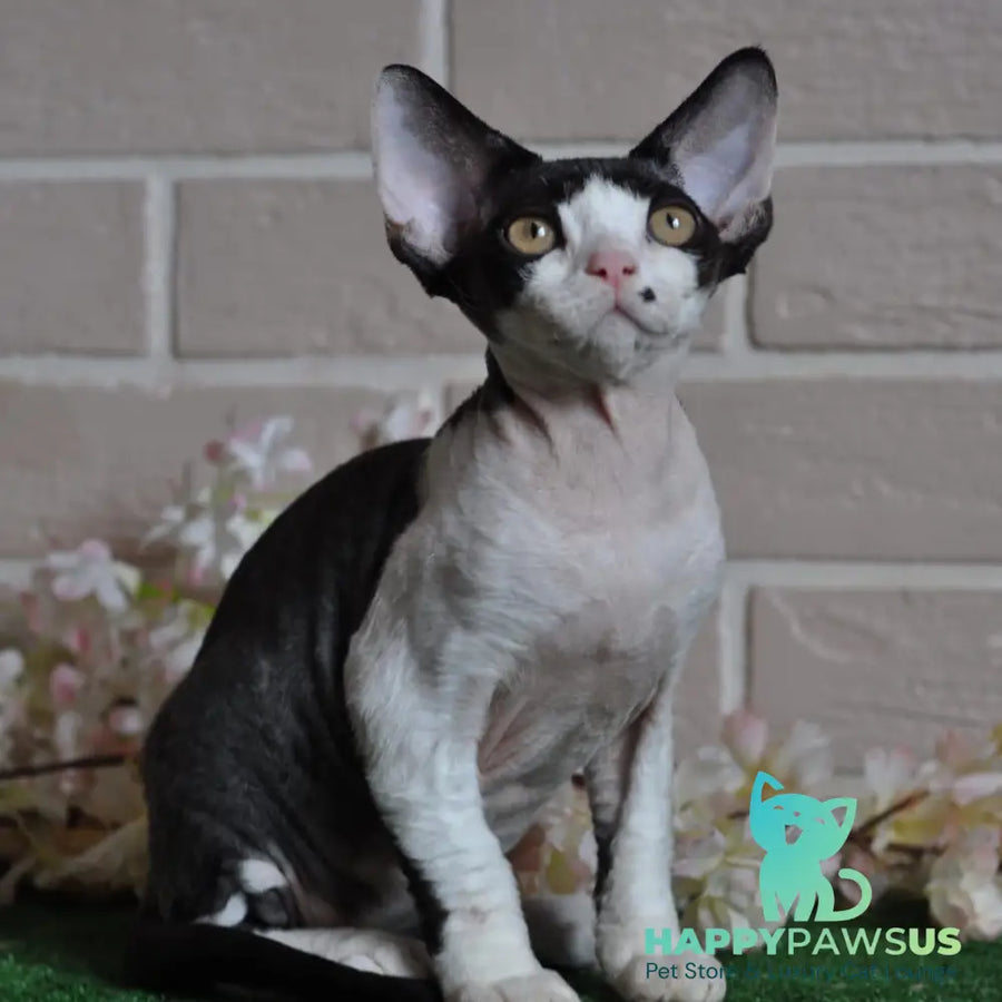 Elik Devon Rex male black bicolour - live animals