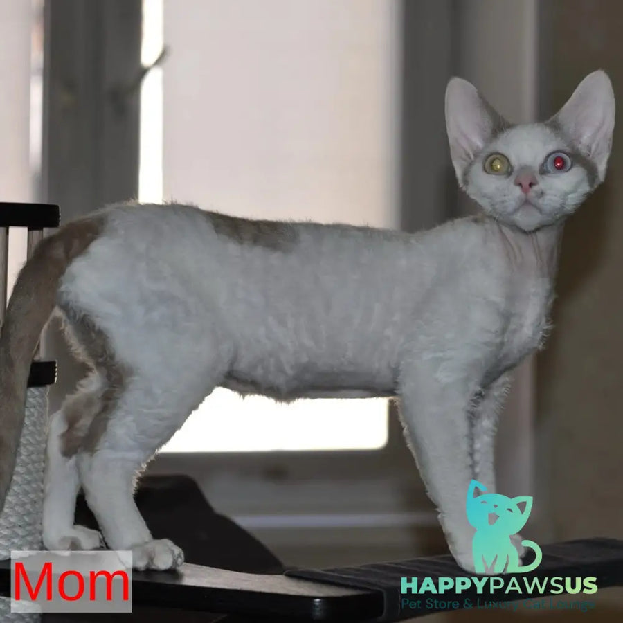 Elik Devon Rex male black bicolour - live animals