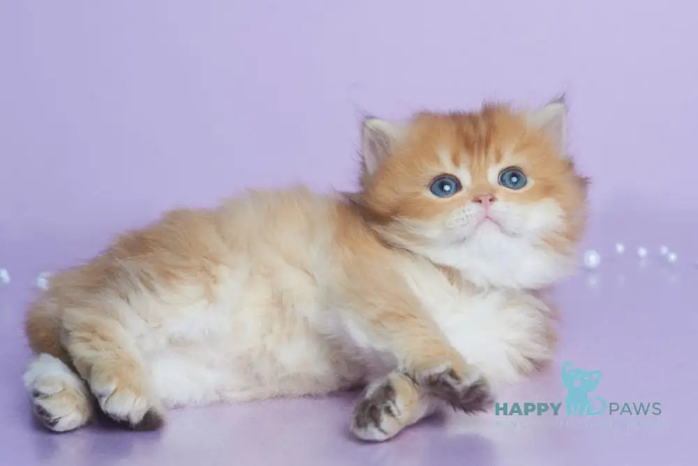 Elika British Longhair female black golden shaded live animals