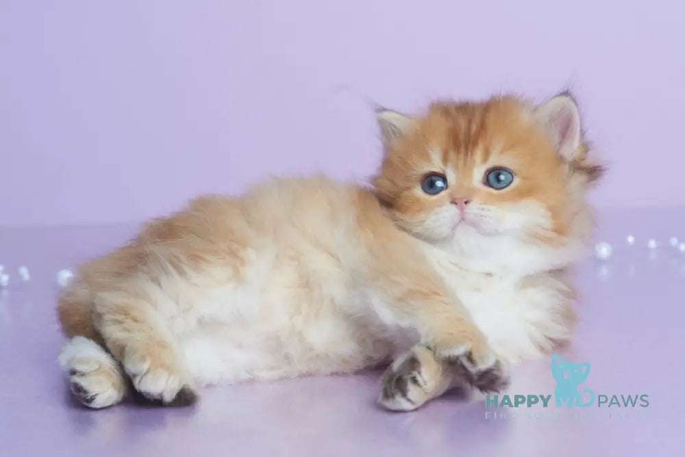 Elika British Longhair female black golden shaded live animals