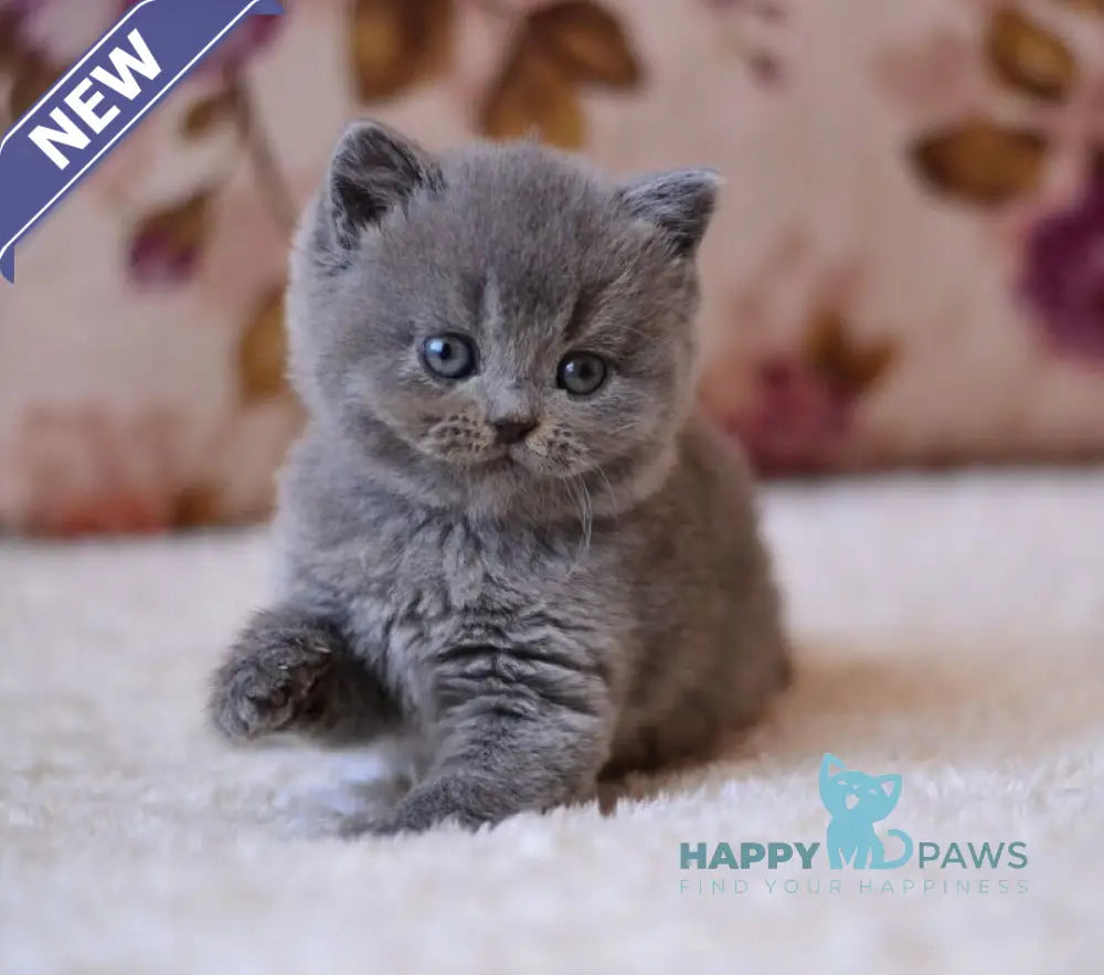 Elika British Shorthair female blue - live animals