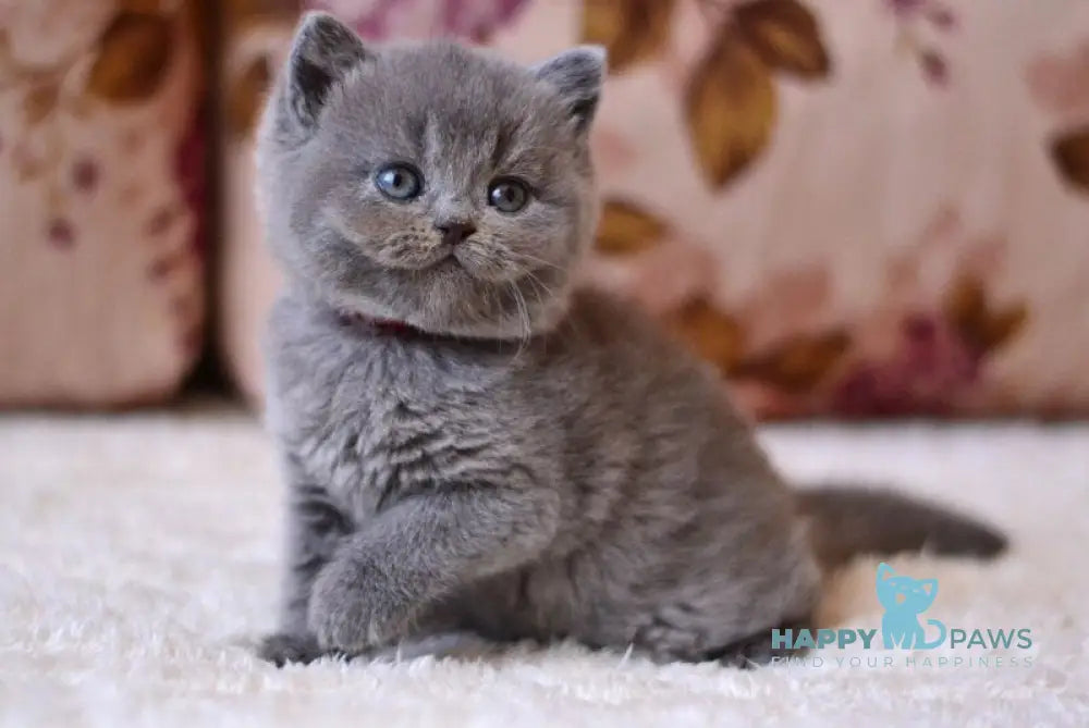 Elika British Shorthair female blue - live animals