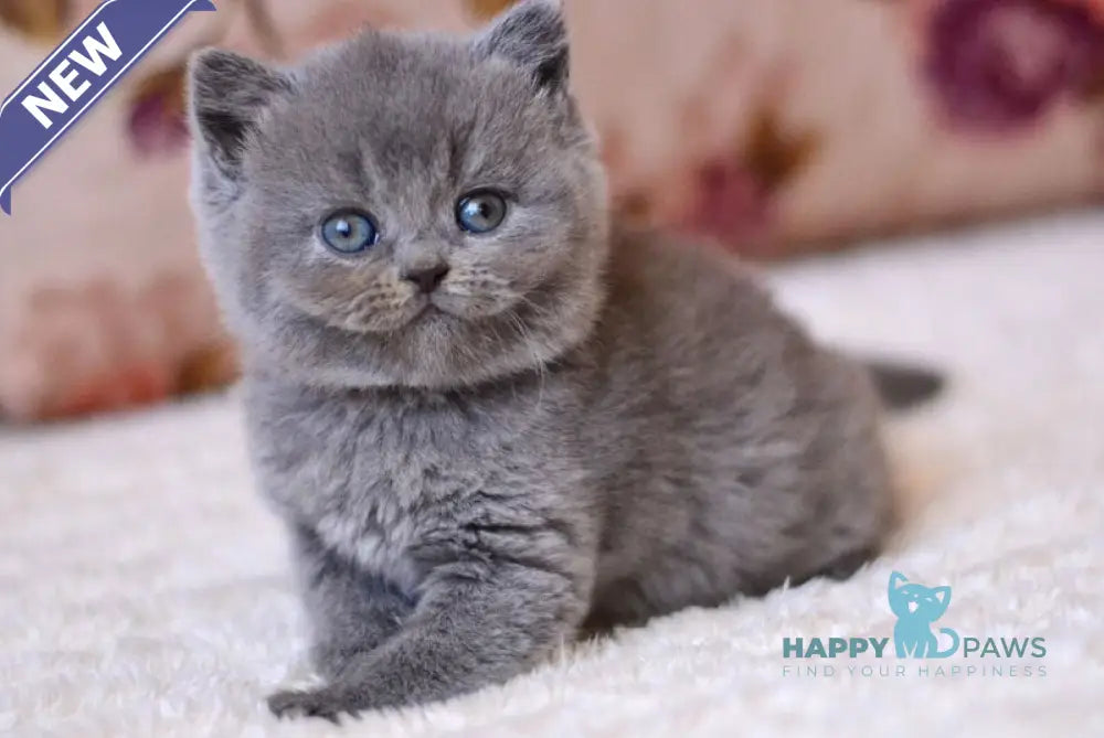 Elika British Shorthair female blue - live animals