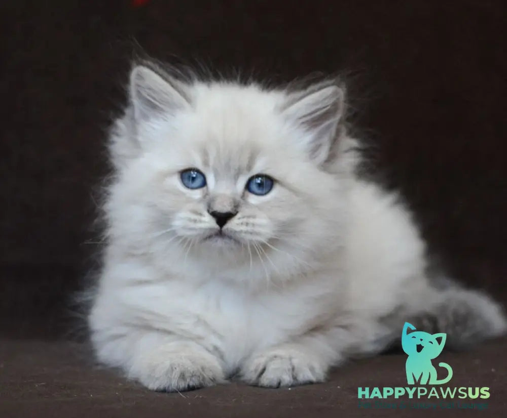 Eliksir Neva Masquerade male blue tabby pointed - live animals