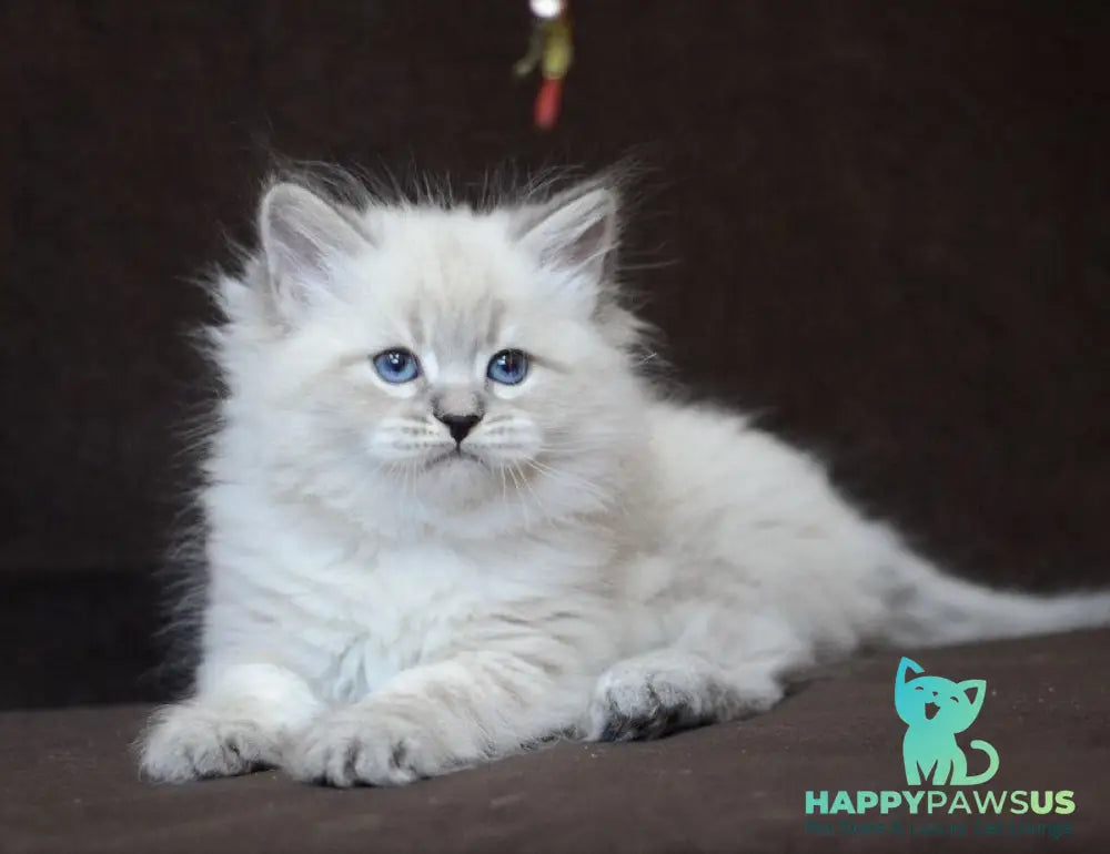 Eliksir Neva Masquerade male blue tabby pointed - live animals