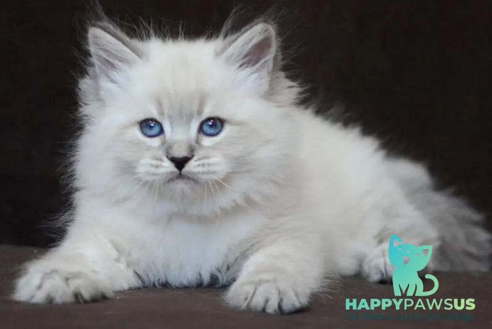 Eliksir Neva Masquerade male blue tabby pointed - live animals