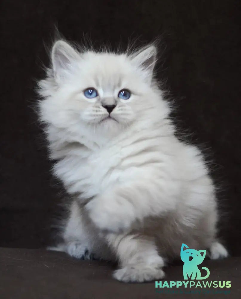 Eliksir Neva Masquerade male blue tabby pointed - live animals