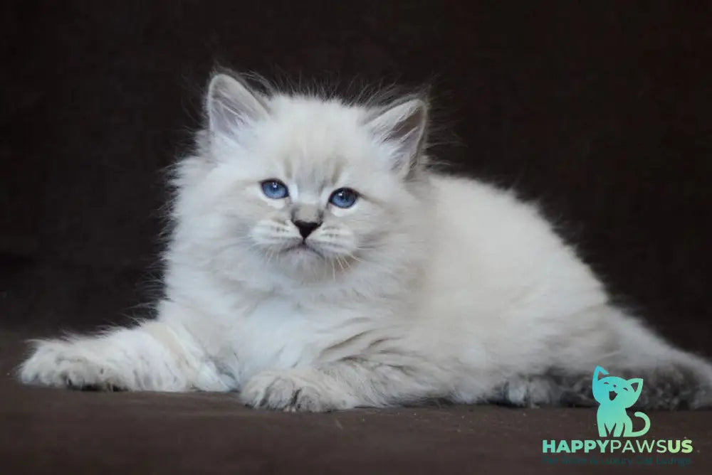 Eliksir Neva Masquerade male blue tabby pointed - live animals