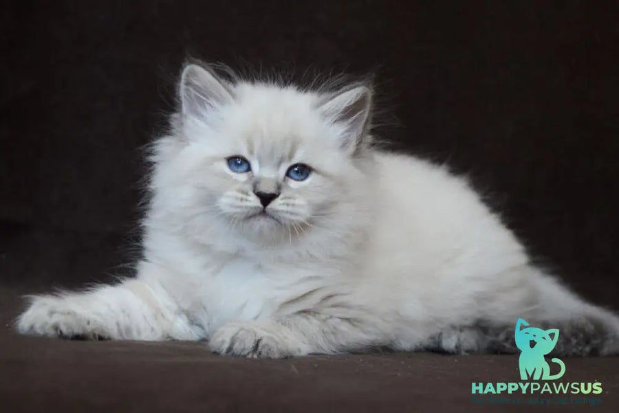 Eliksir Neva Masquerade male blue tabby pointed - live animals