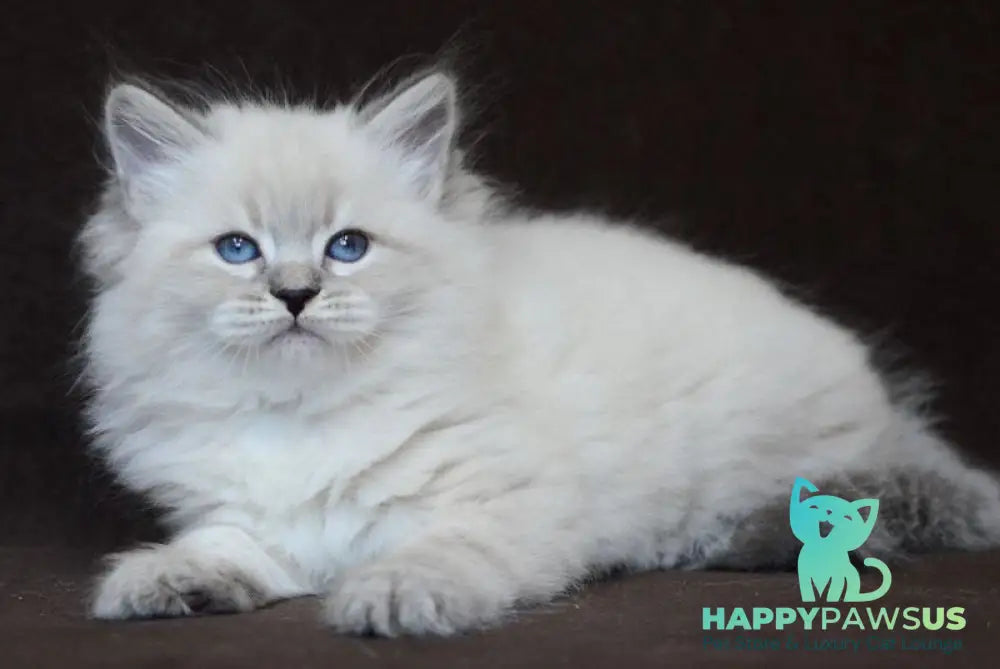 Eliksir Neva Masquerade male blue tabby pointed - live animals