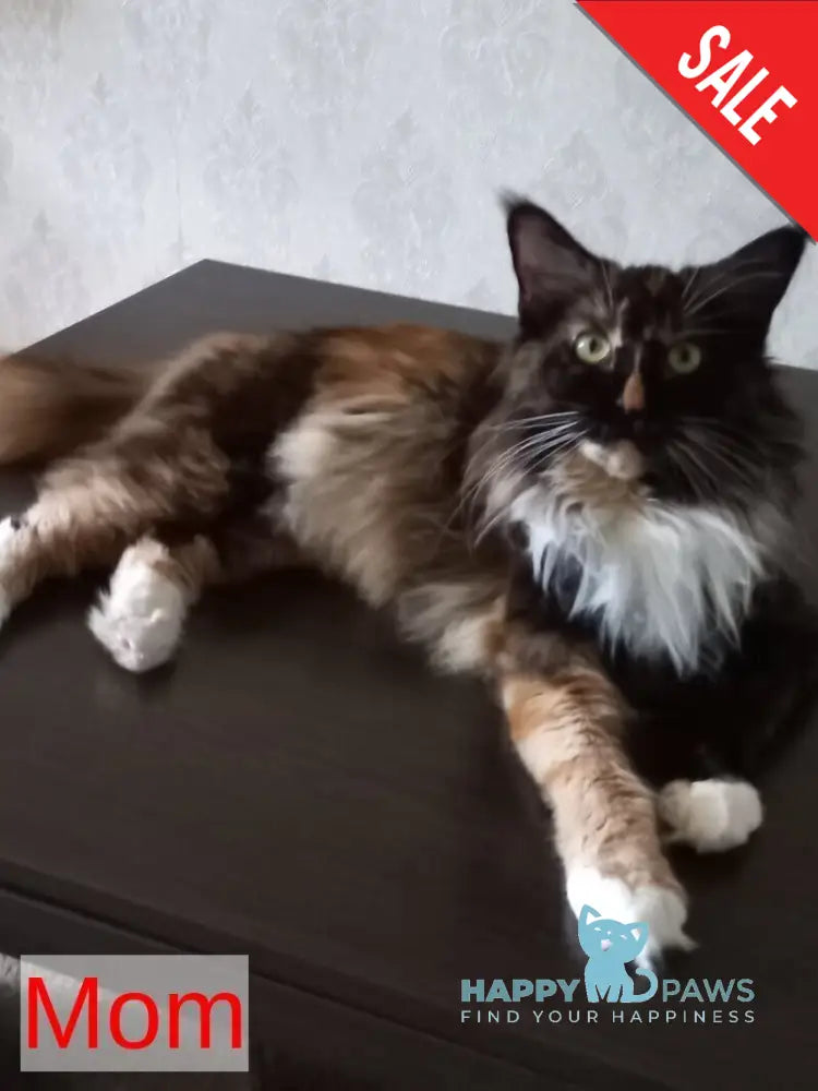 Elina Maine Coon female blue tortie bicolour live animals