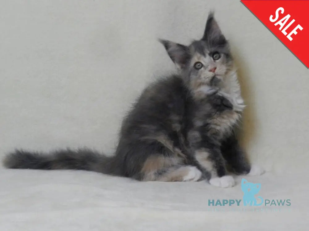 Elina Maine Coon female blue tortie bicolour live animals