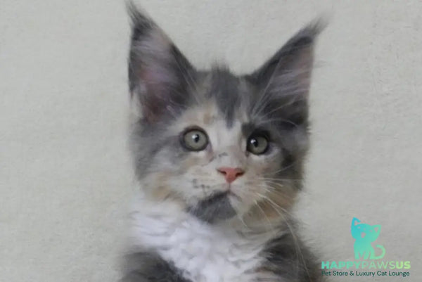 Elina Maine Coon female blue tortie bicolour live animals