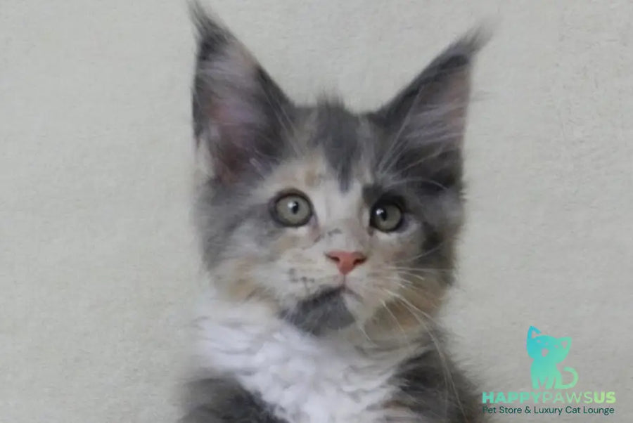 Elina Maine Coon female blue tortie bicolour live animals