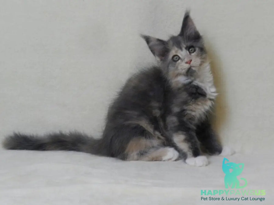 Elina Maine Coon female blue tortie bicolour live animals