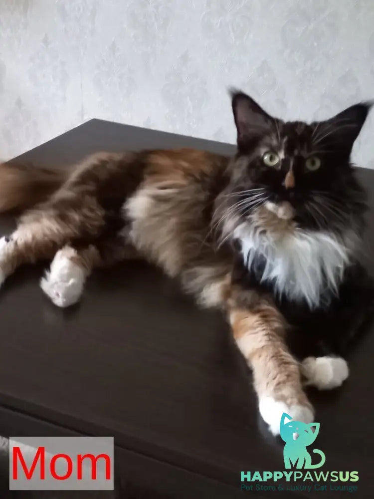 Elina Maine Coon female blue tortie bicolour live animals