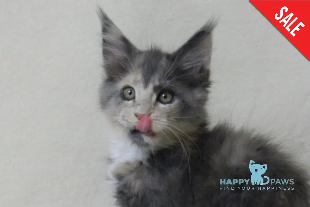 Elina Maine Coon female blue tortie bicolour live animals