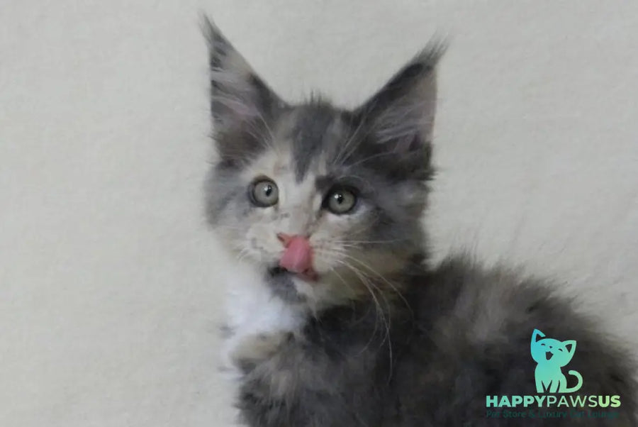 Elina Maine Coon female blue tortie bicolour live animals
