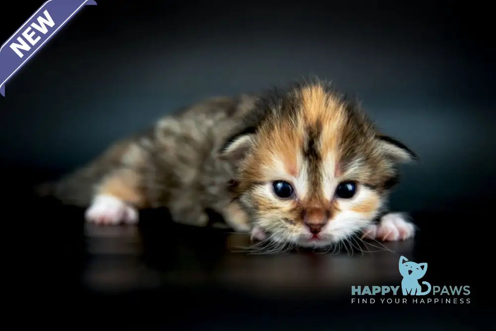 Elina Siberian female black tortie spotted tabby with white live animals