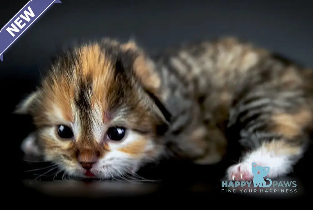 Elina Siberian female black tortie spotted tabby with white live animals