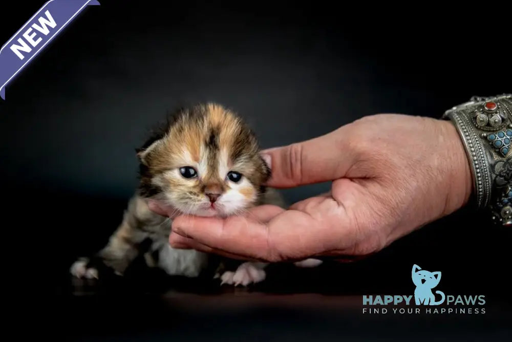 Elina Siberian female black tortie spotted tabby with white live animals