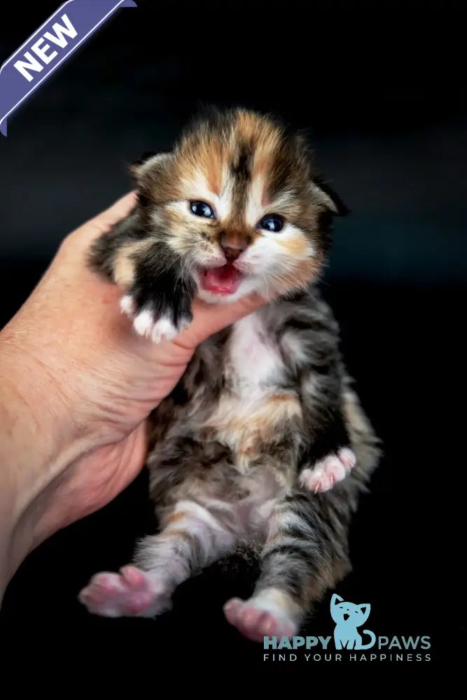 Elina Siberian female black tortie spotted tabby with white live animals