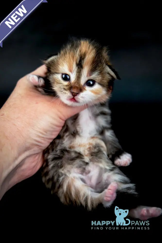 Elina Siberian female black tortie spotted tabby with white live animals