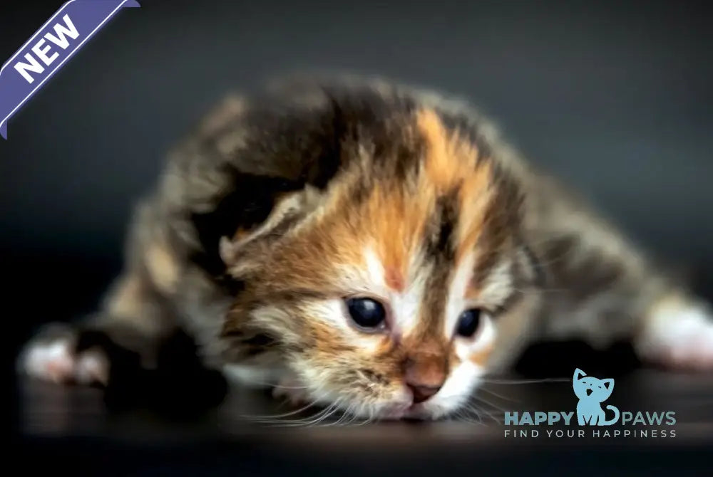 Elina Siberian female black tortie spotted tabby with white live animals