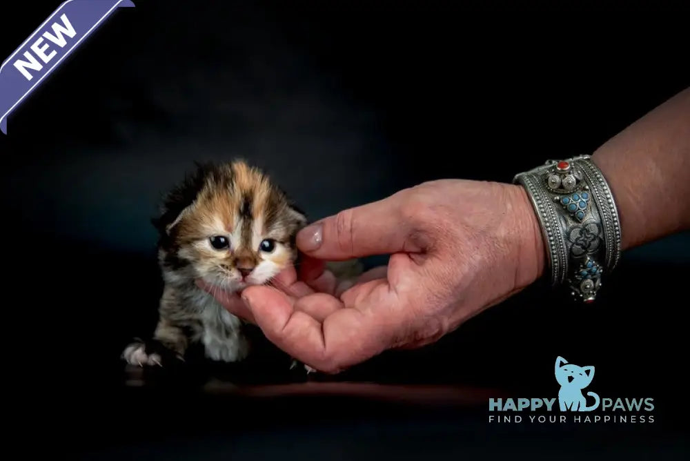 Elina Siberian female black tortie spotted tabby with white live animals