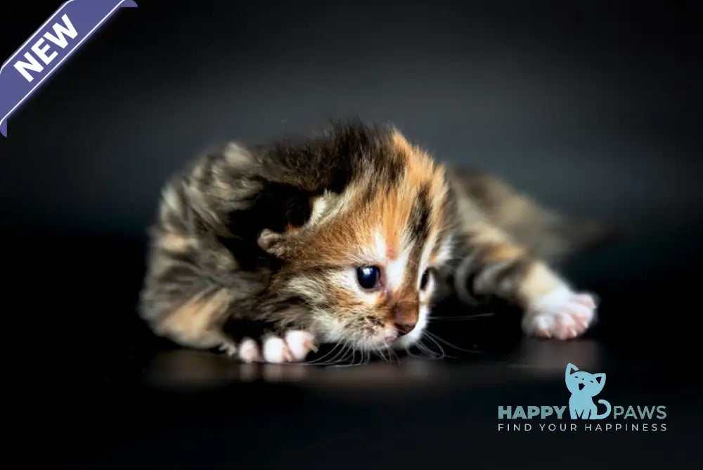 Elina Siberian female black tortie spotted tabby with white live animals