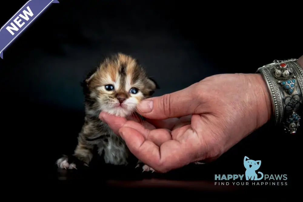 Elina Siberian female black tortie spotted tabby with white live animals