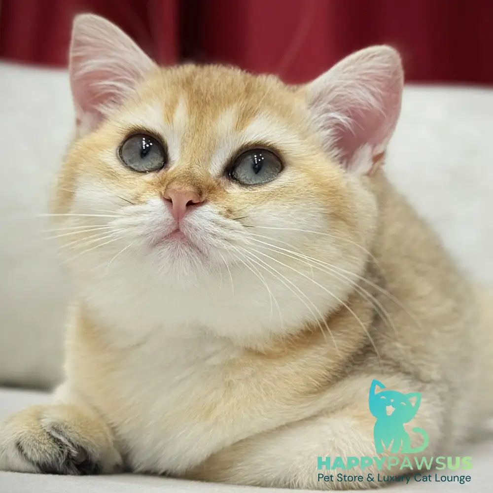 Elini Scottish Straight male black golden shaded - live animals
