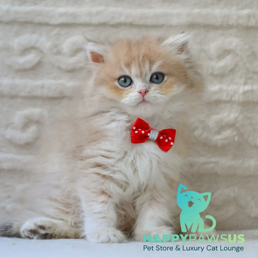 Elio British Longhair male blue golden shaded - live animals