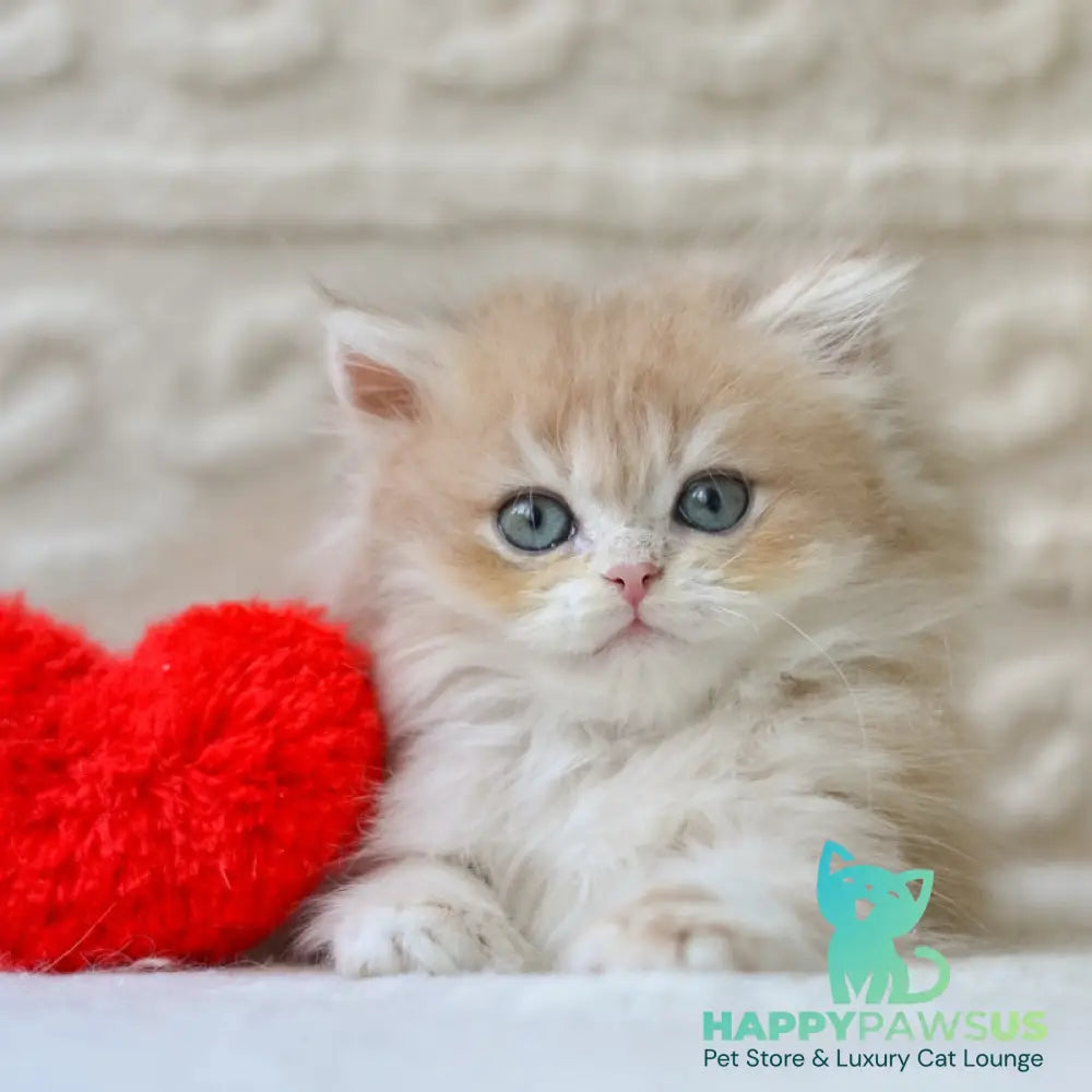 Elio British Longhair male blue golden shaded - live animals