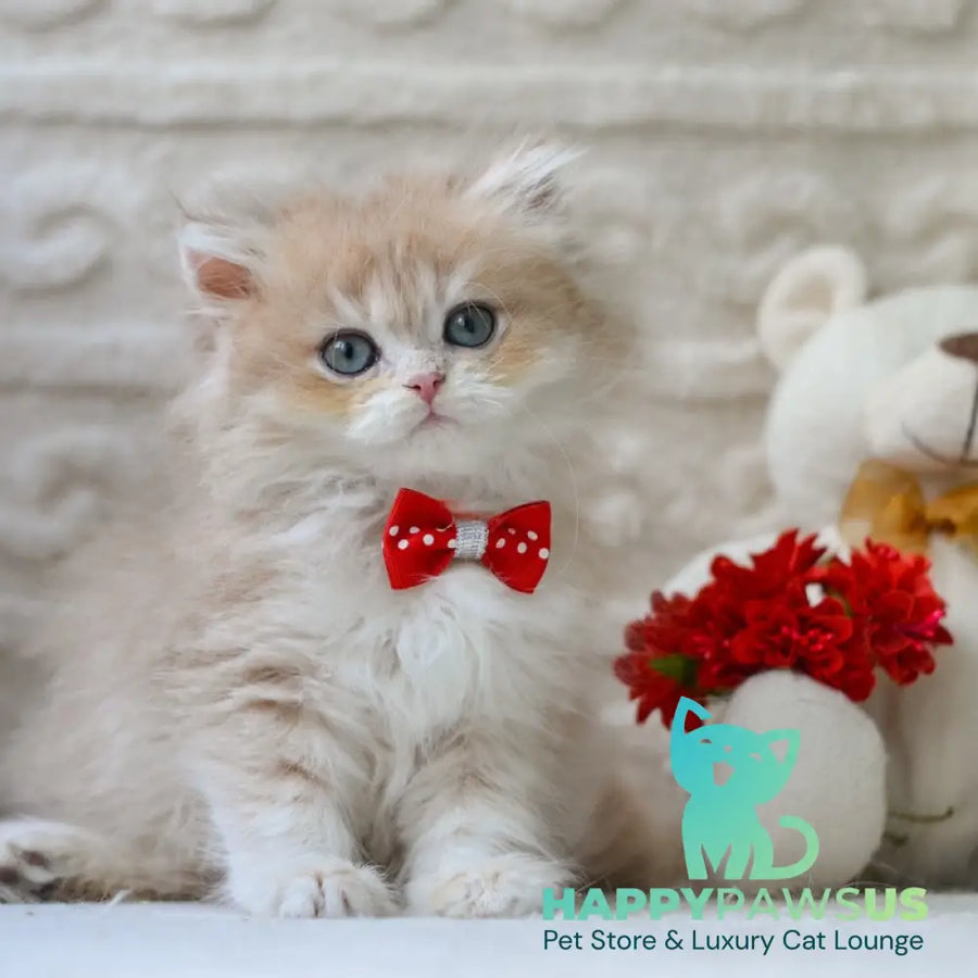 Elio British Longhair male blue golden shaded - live animals