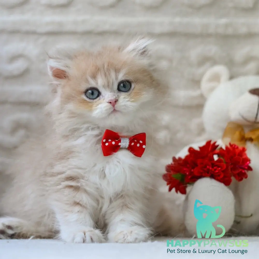 Elio British Longhair male blue golden shaded - live animals