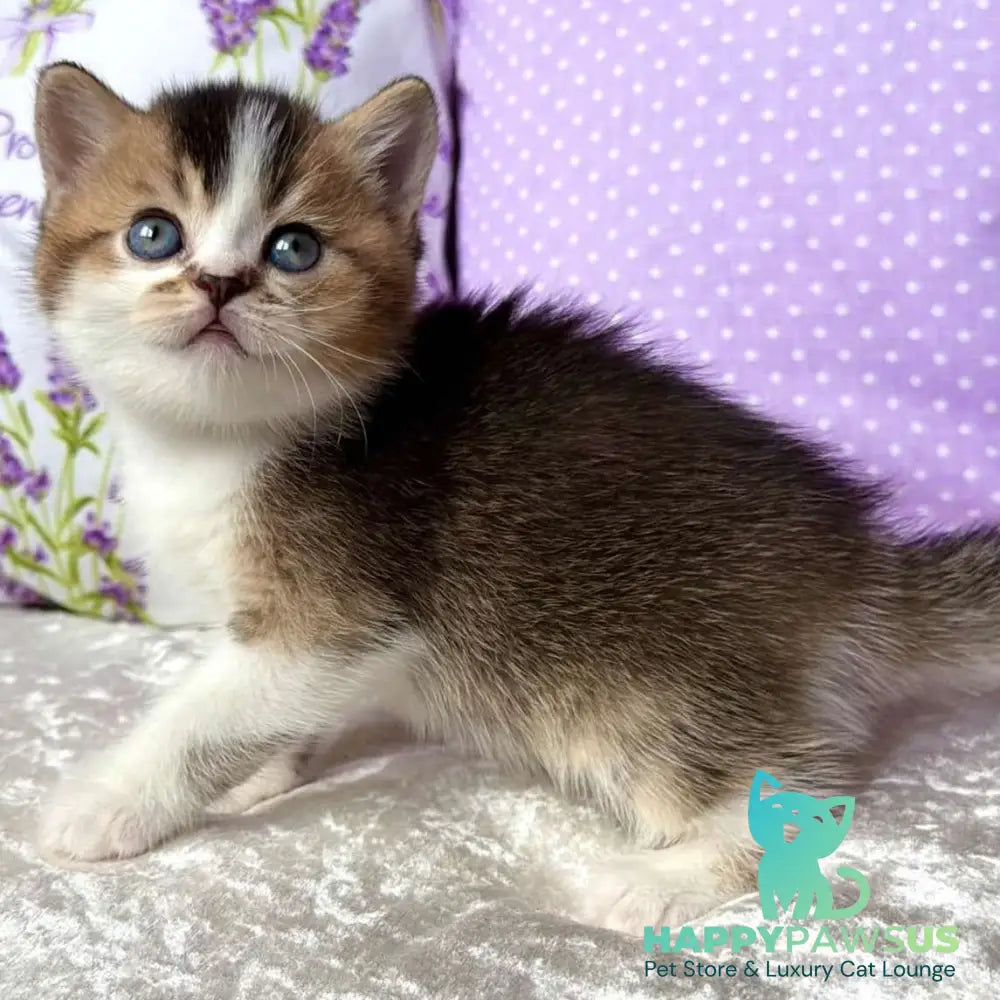 Elio British Shorthair male black golden ticked tabby bicolour - live animals