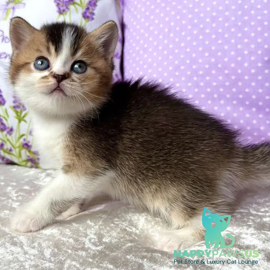 Elio British Shorthair male black golden ticked tabby bicolour - live animals