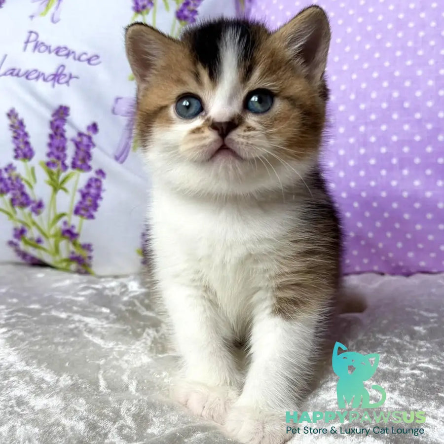 Elio British Shorthair male black golden ticked tabby bicolour - live animals