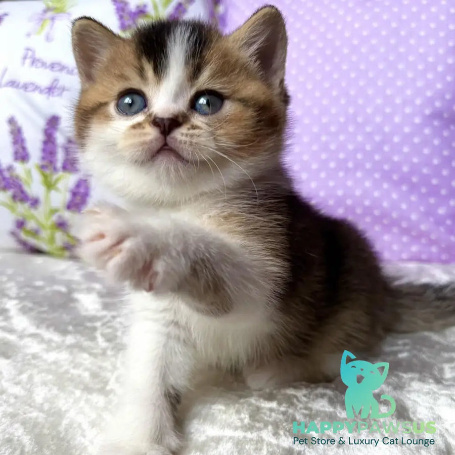 Elio British Shorthair male black golden ticked tabby bicolour - live animals