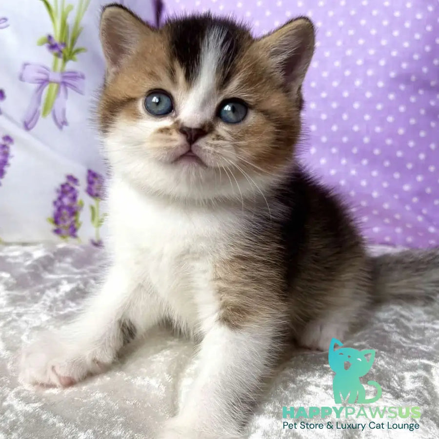 Elio British Shorthair male black golden ticked tabby bicolour - live animals