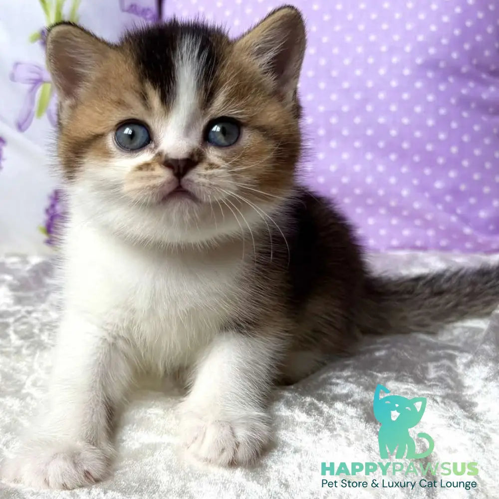 Elio British Shorthair male black golden ticked tabby bicolour - live animals