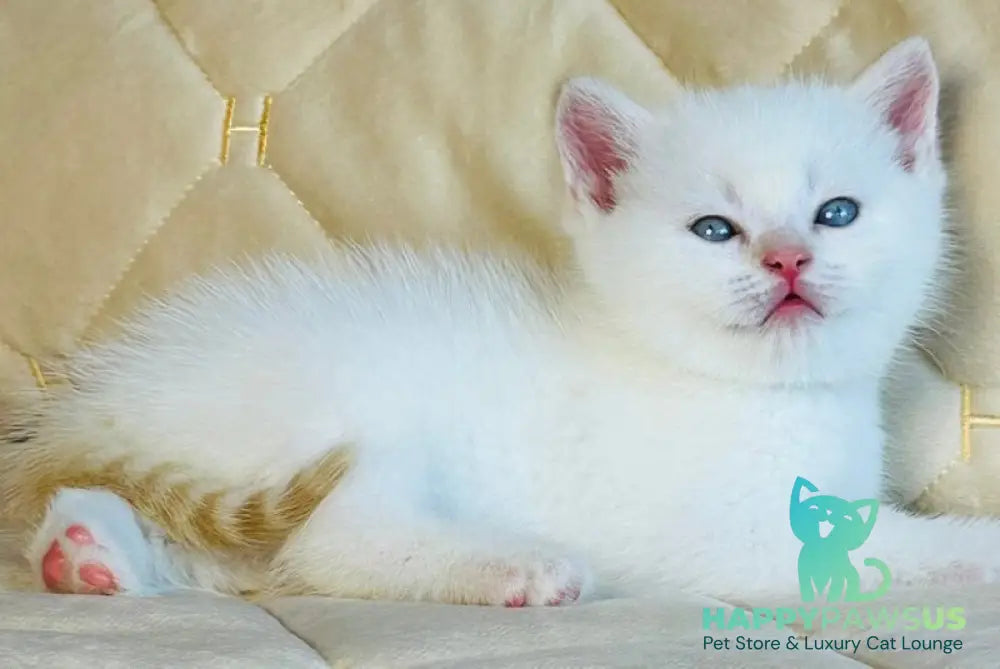 Elio British Shorthair male red golden shaded pointed - live animals