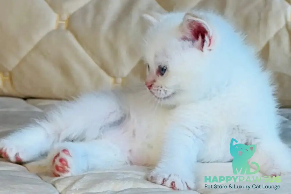 Elio British Shorthair male red golden shaded pointed - live animals